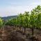 Trellis at Baptista Maresh Vineyard - Dundee