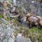 Sunstar Pontresina