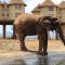 Salt Lick Safari Lodge - Tsavo