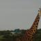 Narasha Homestay - Maasai Mara