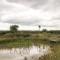 Curlew