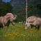 Olden Glamping - One with nature