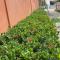 Dickman Resort "The Boutique Hotel" - Negombo