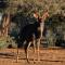 Omaruru Game Lodge