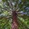~* The Spectacular Spyglass Treehouse *~ - Occidental