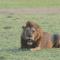 Montebelo Gorongosa Lodge & Safari - Chitengo