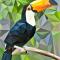 Happy Tucan