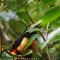 El Tucán Feliz - Jungle tiny guest house by Playa Cocles