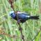 Alojamiento rural pájaros y flores - Los Andes