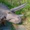Dinosaur-Themed Retreat - Unique Family Adventure