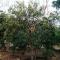 Cucuve Eco Hostal