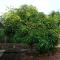 Cucuve Eco Hostal