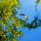 Endless green 1 Arethousa Ikaria - Arethousa