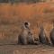 The Oberoi Vanyavilas Wildlife Resort, Ranthambhore - Sawāi Mādhopur