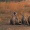 The Oberoi Vanyavilas Wildlife Resort, Ranthambhore
