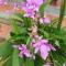Ba Linh Homestay