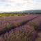 Gite LE PETIT LUBERON COQUELICOT