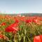 Gite LE PETIT LUBERON COQUELICOT