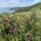 Clotted Cream Cottage: Countryside calm: Close to beach: Dartmouth: Devon - Dartmouth