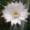 Mani Spot -cereus