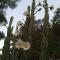 Mani Spot -cereus