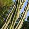 Mani Spot -cereus
