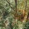 The Green Glamping Getaway - Rockbridge