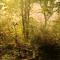 WaldPhantasia - Nationalpark Eifel - Jakuzzi mit Fernblick - Ste