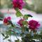 Lodges & Nature - 49