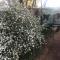 Pecan Tree Parys