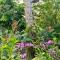 Orchid Cottage