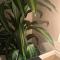Three Bedroom furnished apartment in north Riyadh