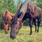 River Run Ranch - Telemark - Drangedal