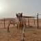 Private Bedouin Tent Al Badri