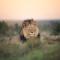 Kuzuko Lodge - Addo