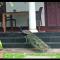 Angels homestay Marari