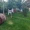 Finca con piscina en Arafo