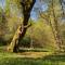 Woodland Cabins, Glencoe - Ballachulish