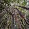 Castaway Norfolk Island - Burnt Pine