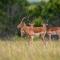 Mansfield Private Reserve - Port Alfred
