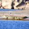 Thour Nature Resorts - Jawai Leopard Safari Camp