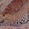 Thour Nature Resorts - Jawai Leopard Safari Camp