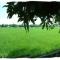 Sawah Lovina