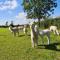 Alpaca farm 3 bed farmhouse THE ALPACA PLACE - Dromara