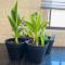 Central Gabs Oasis: 2BR-Retreat