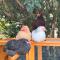 Toms Hut and Robins Rest Shepherd Huts near Wadebridge - 韦德布里奇