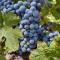 Vineyard Chic Oasis: Modern Elegance near Temecula Wineries