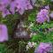 Hale Manna Coastal Gardens