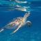 Duplex Green Paradise , piscine , accès mer 5mn - 勒迪亚芒