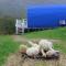 Glamping Eco Valley
